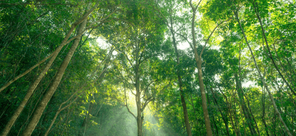Image of green forest, an organic form of carbon capture.
