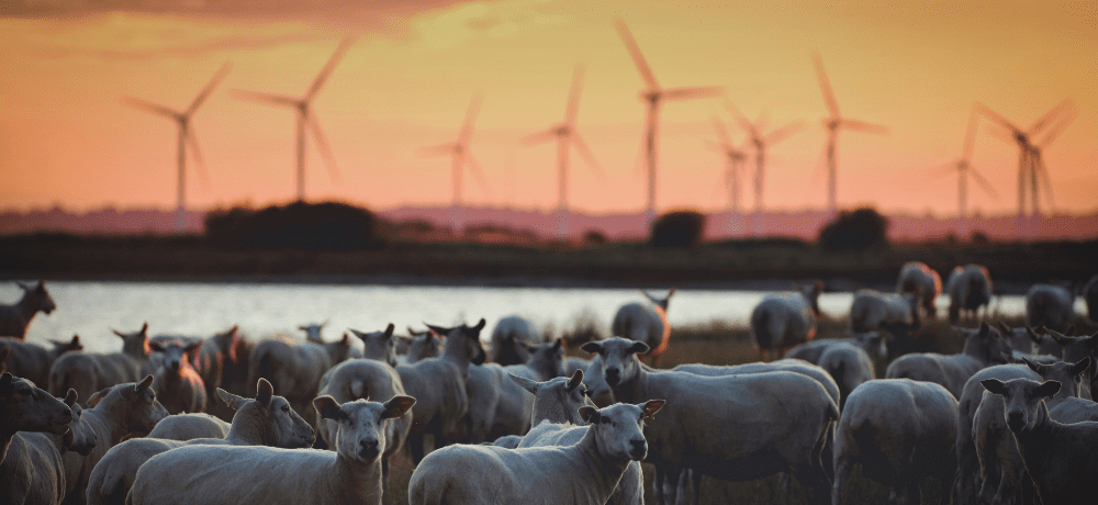 Header image of sheep infant of wind turbines in the UK